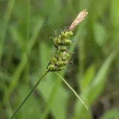 Torrey's Sedge thumbnail 4