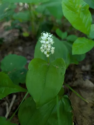 Canada mayflower thumbnail 2