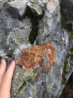 Gray-orange Disk Lichen thumbnail 2