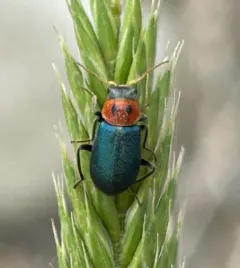 Two-Spotted Melyrid thumbnail 3