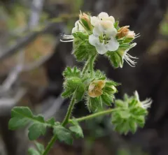 branching phacelia thumbnail 4