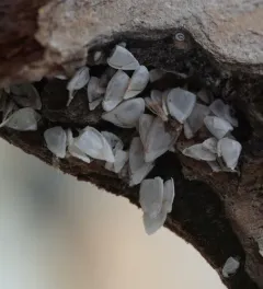 Pacific Gooseneck Barnacle thumbnail 2