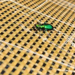Laurentian Tiger Beetle thumbnail 4