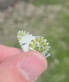 Northern Marble thumbnail 4