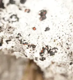 Bloody-heart Lichen thumbnail 3