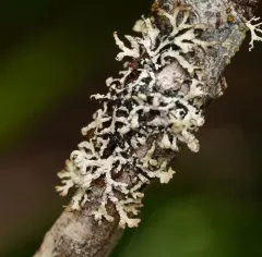 Powdered Honeycomb Lichen thumbnail 3