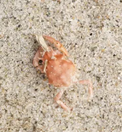 Cryptic Kelp Crab thumbnail 4