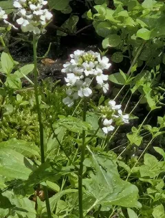 heartleaf bittercress thumbnail 3