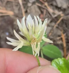 Twin Clover thumbnail 3