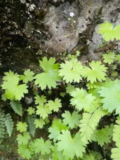 Oregon Sullivantia thumbnail 2