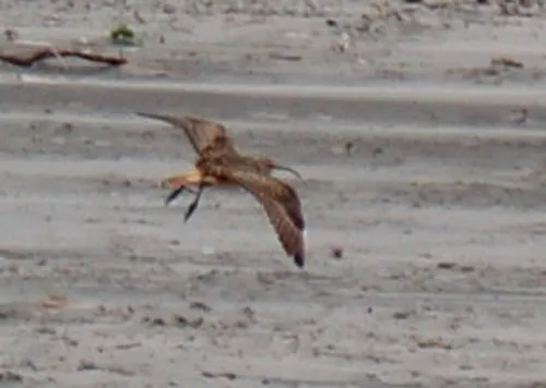 Bristle-thighed Curlew