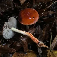 Chip Cherries thumbnail 1