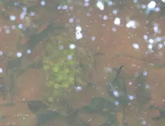 Salamander Algae thumbnail 4
