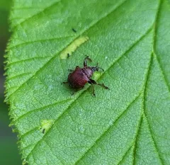 Pubescent Leaf-rolling Weevil thumbnail 4
