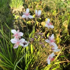 Flowering-rush thumbnail 1