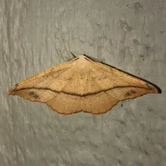 Juniper Geometer Moth thumbnail 3