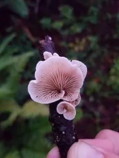 Crepidotus versutus thumbnail 4