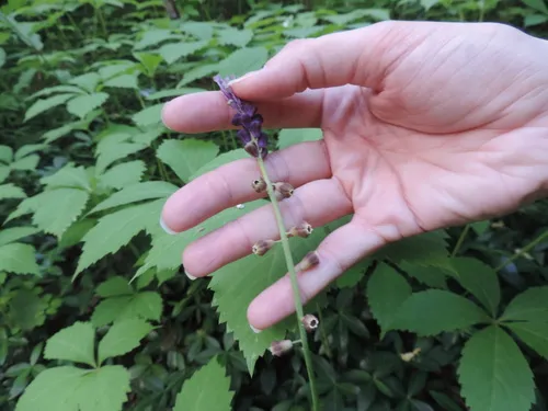Tassel Hyacinth