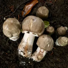 Buck's Agaricus thumbnail 4