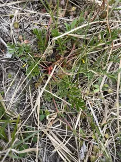 Platte River Cinquefoil thumbnail 3