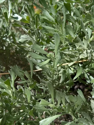 snowfield sagebrush