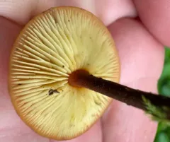 Orange Faint Foot Mushroom thumbnail 4