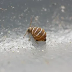Fasciosminthurus quinquefasciatus thumbnail 4