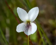 white bog violet thumbnail 3