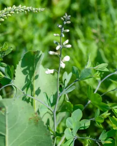 thick-pod white wild indigo thumbnail 4