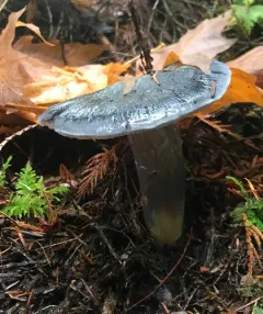 Midnight Entoloma thumbnail 4