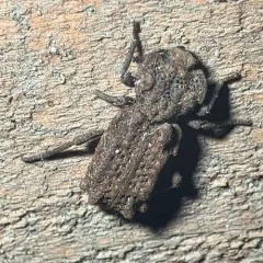 Eastern Ironclad Beetle thumbnail 4