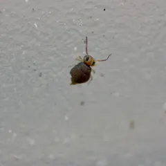 Garden Springtail thumbnail 3