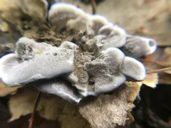 Phellodon alboniger thumbnail 4