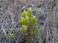 Grand Coulee Owl's-clover thumbnail 4