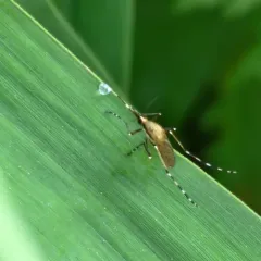Eastern Saltmarsh Mosquito thumbnail 4