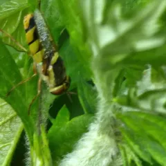 Odontomyia cincta thumbnail 4