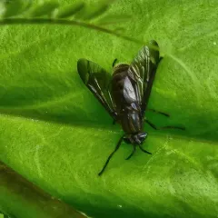 Chrysops fuliginosus thumbnail 4