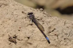 Kiowa Dancer thumbnail 3