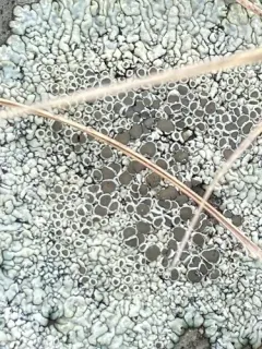 Sagebrush Rim-lichen thumbnail 4