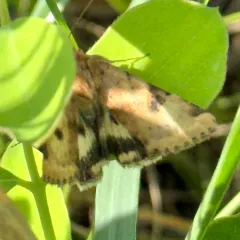 Darker-spotted Straw Moth thumbnail 3