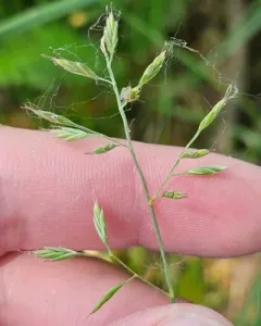 hard fescue thumbnail 3