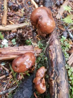 Red-brown Trich thumbnail 4