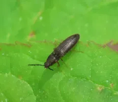 Oak Click Beetle thumbnail 3