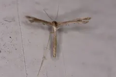 Sweet Broom Plume Moth thumbnail 3