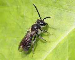 Robertson's Miner Bee thumbnail 2