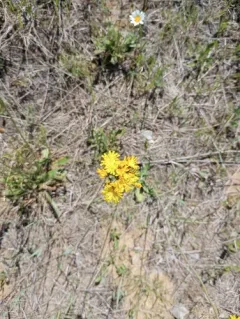 Yellow Devil Hawkweed thumbnail 3