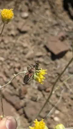 Mountain Bee Assassin thumbnail 3