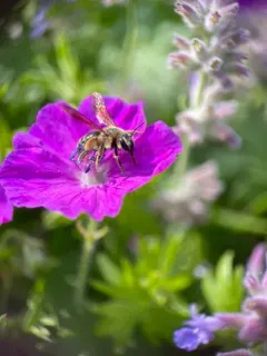 Commodius Miner Bee thumbnail 2