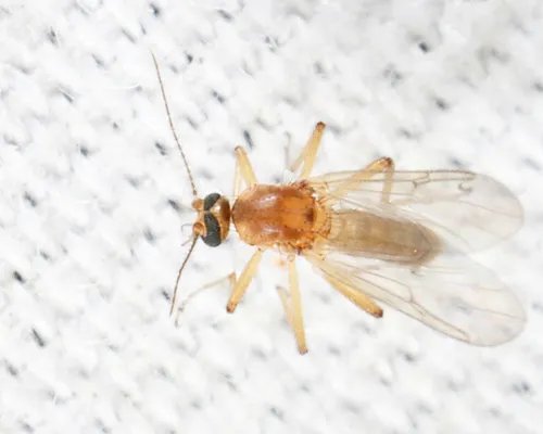 Stilobezzia lutea