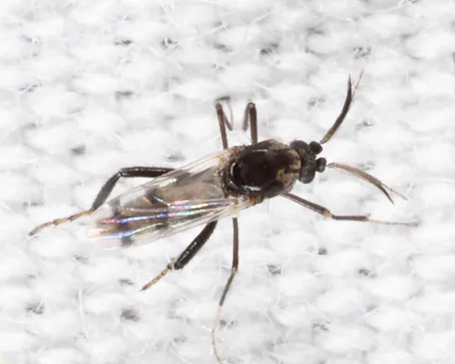 Allohelea johannseni